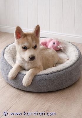 myydään siperianhuskypentue www.koiratori.com-ilmoitus 23.12.25 syntyneet siperianhusky pennut, 2 tyttöä, 3 poikaa etsivät loppuelämänsä kotejaan. Pennut on useaan kertaan madotettuja ja eläinlääkäri on tarkastanut ja siruttanut pennut todeten heidät terveiksimolemmat pentujen vanhemmat ovat myös nähtävillä.pentuliinit asustavat mäntyharjun kuortin kylässä.ei osamaksumahdollisuutta. Lisäkuvia  ja videoita pyydettäessä.