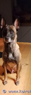 myydään malikka www.koiratori.com-ilmoitus Kotia etsii syksyllä 4v täyttävä narttu malinois ollut minulla pennusta asti koira etsii kotia muuttuneen elämäntilanteen vuoksi tottunut lapsiin ja toisiin koiriin peruskoulutettu.kotona ja autolla matkustelut  sujuu normaalisti kuten hoito toimenpiteet koira on energinen ja avoin tykkää touhuta kaikenlaista ei aggressiivinen eikä allergioita sirutettu madotettu ja rokotettu.ensisijaisesti etsimme kotia maalta missä sais olla vapaana ja sen kanssa touhutaan soita niin kerromme lisää koirasta..