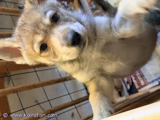 myydään sekarotuinen tyttö www.koiratori.com-ilmoitus Reipas 7 viikkoinen pentu on etsimässä kotia luonani. Pentu ei ole meillä syntynyt.Tyttö on tottunut kodin ääniin, toisiin koiriin ja lapsiin. pentu etsii kotia omakotitalosta, jossa on kokemusta aktiivisista koirista. pentu on syönyt laadukasta penturuokaa nappulan ja raakaruoan muodossa, madotettu 3x ja mikrosirutettu. hyvä koti hintaa tärkeämpi! koti valitaan tarkasti. Pennussa on rotuina ainakin Saksanpaimenkoira, ceskoslovensky vlcak, saarloos wolfhond ja siperian husky.Ei osamaksua, kerrothan kodistasi ensimmäisessä viestissä. 