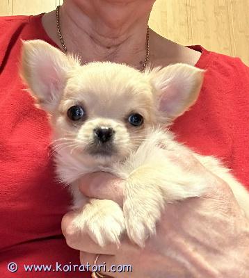 MYYDääN chihuahua www.koiratori.com-ilmoitus Vapaana on suloinen kermanvärinen chihuahua-poikka. Luovutusikäinen, rekisteröity fci, sopii jalostukseen ja näyttelyyn, hampaat 6x6, siru, lääkärin tarkastama terve pentu. Pentu on syntynyt 21.11.2025, rokotettu ja madotettu, sekä pennulla on arvokas pedigree ja rekisteröinti todistus, eu vet. Passi.jos kiinnostuit pikkuisesta niin, kerron mielelläni lisää, kaikki kysymykset sähköpostitse