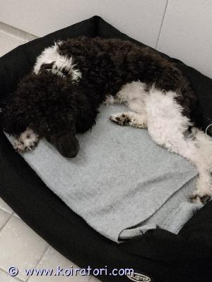 myydään villakoira www.koiratori.com-ilmoitus Myydään harlekiini kääpiö villakoiran narttu pentu   muuttuneen elämän tilanteen vuoksi lisätietoa soittamalla  0469691102