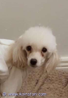 myydään kääpiövillakoira www.koiratori.com-ilmoitus Toukokuussa 3 vuotta täyttävä vaalean aprikoosin värinen villakoiraneiti etsii rakastavaa ja sitoutunutta loppuelämän kotia. (syntynyt1.5.2023) hän on rekisteröity kääpiövillakoiraksi, mutta on kooltaan jäänyt toyvillakoiran mittoihin.terveystutkittu silmät terveet ja polvet 0/0.luonteeltaan hän on erittäin rauhallinen, ihmisläheinen ja hellyydenkipeä, nauttii huomiosta ja rakastaa ihmistenkanssa työskentelyä. Eläinlääkärin terveystarkastus tehty. etsimme hänelle turvallista, rakastavaa ja pysyvää kotia, jossa hänestä pidetään huolta perheenjäsenenä koko loppuelämän ajan. neidillä on käytössä erikoisruokavalio, johon uuden kodin tulee sitoutua. Kerron tästä mielelläni lisää sopivan kodin löytyessä. mikäli teidän perheestänne voisi löytyä loppuelämän koti meidän neidille, otathan yhteyttä laajan esittelyn kera.