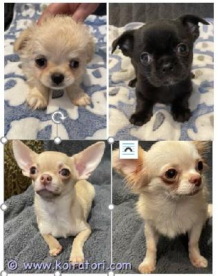 MYYDääN chihuahua www.koiratori.com-ilmoitus ilmoitus numero 130279, jätetty 21.02.2026(näytetty nyt 37 kertaa)poista tämä ilmoitus | tee tästä etusivuilmoitus | muuta/korjaa ilmoitustamyydään chihuahuapentu narttu(täysikasvuisena: kääpiö)myydään chihuahua www.koiratori.com-ilmoitus four chihuahua puppies are for sale. Two boys are a longhaired cream color and one is a smooth-haired black color. The boys were born on december 30th and will go to their new homes in early march. The girls are mini-sized and fawn. The longhaired one was born on may 19th, 2025, and weighs 1720 grams today. The smooth-haired one was born on august 31st, 2025, and weighs 1270 grams today. They have received all vaccinations, including a rabies shot, a europass, and a microchip. The girls are ready for their new homes.four chihuahua puppies are for sale. Two boys are a longhaired cream color and one is a smooth-haired black color. The boys were born on december 30th and will go to their new homes in early march. The girls are mini-sized and fawn. The longhaired one was born on may 19th, 2025, and weighs 1720 grams today. The smooth-haired one was born on august 31st, 2025, and weighs 1270 grams today. They have received all vaccinations, including a rabies shot, a europass, and a microchip. The girls are ready for their new homes.