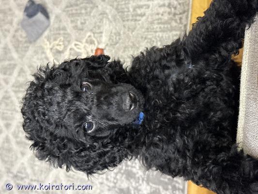 myydään villakoira www.koiratori.com-ilmoitus Kääpiövillakoiran pennut etsivät rakastavaa kotiakääpiövillakoiran pennut etsivät uusia, vastuullisia koteja. Pennut ovat 11 viikon ikäisiä ja valmiita muuttamaan heti uuteen kotiin.pennut ovat rekisteröity kennelliittoon, eläinlääkärin tarkastamia, sirutettuja sekä useaan kertaan madotettuja. Kaikki pennut ovat väriltään mustia.lisätietoja ja kuvia saat ottamalla yhteyttä