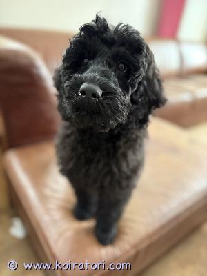 myydään minilabradoodle www.koiratori.com-ilmoitus Minilabradoodle 13 vko vielä kotia vailla! sirutettu, ell tarkastettu, rokotettu. Tottunut matkustamaan, iloinen ja reipas koira. terveystutkituista, terveistä vanhemmista. tutustu https://www.kennelsweetdog.com/