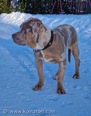 myydään americanbully www.koiratori.com-ilmoitus Kotia etsii vielä xl bully uros.syntynyt 9/25eläinlääkäri tarkastettu, sirutettu, rokotettu ja madotettu.tottunut muihin koiriin ja lapsiin. kerrothan millaisen kodin voisit tarjot pojalle kun otat yhteyttä.