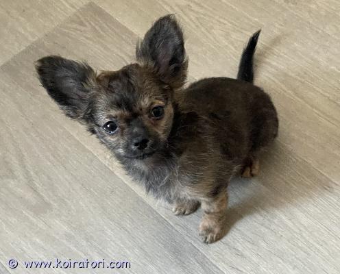 MYYDääN chihuahua www.koiratori.com-ilmoitus Luovutus ikäiset urokset etsivät kotia.syntynyt1.12.25  pennut on useasti madotettu. Eläinlääkärin tarkistastamat, sirutettu ja rokotettu. Sosiaaliset pennut, on tottunut toisiin pieniin koiriin , vanhemmat hyvän luonteen omaavia. Kerrothan hieman itsestäsi ja millaisen kodin tarjota. Ei osamaksu mahdollista.