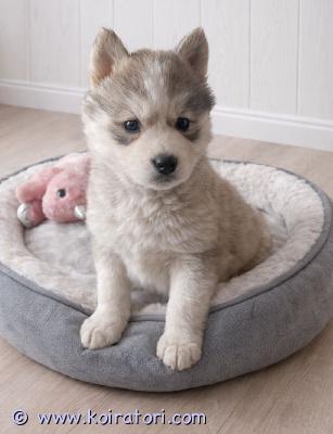 myydään siperianhuskypentue www.koiratori.com-ilmoitus 23.12.25 syntyneet siperianhusky pennut, 2 tyttöä, 3 poikaa etsivät loppuelämänsä kotejaan. Pennut on useaan kertaan madotettuja ja eläinlääkäri on tarkastanut ja siruttanut pennut todeten heidät terveiksimolemmat pentujen vanhemmat ovat myös nähtävillä.pentuliinit asustavat mäntyharjun kuortin kylässä.ei osamaksumahdollisuutta. Lisäkuvia  ja videoita pyydettäessä.