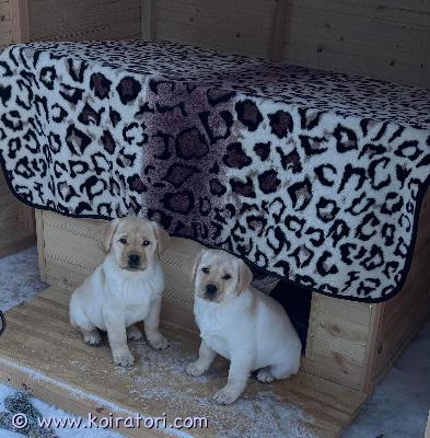 myydään labradorinnoutaja www.koiratori.com-ilmoitus Kennelissa perfect sweet dream on syntynyt 13.11.25 labradorinnoutajan pennut - vapaana 2 keltaista urosta ja 1 musta narttu.  vanhemmat on terveystarkastettu ja hyväluonteiset näyttelykoirat, äitillä myös työtulokset. Isä: hit of hit sheriff, hd:a/a, ed: 0/0, silmät ok. äiti: fullcool unforgettable, hd: a/a, ed: 0/0, silmät ok. Pennut on monta kerta saanut matolääken, sirutettu, tehdy kaikki penturokotukset (myös raivotauti) ja omavat eu passin ja ekl rekisteritodistuksen (export pedigree). Mukana tulee myös pentupaketti, kirjalliset ohjeet ja sopimukset suomeksi. Pennut kasvaa eläinlääkärin huolen alla ja saa kaiken parhan että elämän alku vois olla erinomainen. Kasvatusta jo vuodesta 2010. Jos olet kiinnostunut pennusta, ole hyvä ja kirjoitta heti vähän myös itsesta - eli mikä olisit suunnitelmat pennun kanssa, minkälaiset on koirakokemukset jm - kiitos. Lisäkuvia ja videoita meidän facebookin kotisivulla. Hinta 1400. Jos kaikki muu sopi hyvin, saan tuoda helsinkiin asti kun seuraava kerta tulossa.