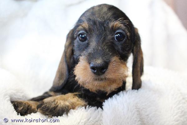 myydään karkeakarvainenkanimayrakoira www.koiratori.com-ilmoitus Kk kani mayrakoira tytto, synt.07.12.25, valmis muuttamaan uuteen kotiin, paperit, rokotteet, siru, eu-passi. Etsiivat huolehtivaa ja rakastavaa kotia. Lisätiedot postitse. Meidan kotisivuilta www.taksik.com,puh.003725538914 ( engl. ).