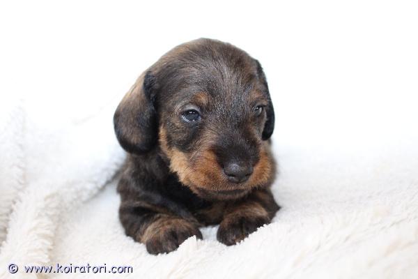 myydään karkeakarvainenkaapiomayrakoira www.koiratori.com-ilmoitus Kk kaapiomayrakoira varatavissa! synt.20.01.26. 1 poika. Ovat luovutusikaisia 25.03.26 jalkein. Hyva fci sukupuu, rokotteet, siru, eu-passi. Poika etsii huolehtivaa ja rakastavaa kotia. Meidan kotisivuilta www.taksik.ee,puh.003725538914 ( engl. )