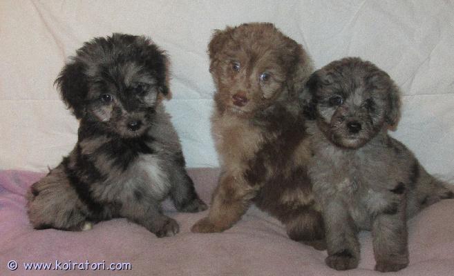 myydään Australianpaimenkoiraa www.koiratori.com-ilmoitus Pennuissa on puolet Australianpaimenkoiraa ja ovat sopivan aktiivisia luonteeltaan, eivät liian vilkkaita.Kooltaan tulevat olemaan kevyempiä kuin aussi.Pennuista tulee riistavietittömiä, miellyttämishaluisia ja tasapainoisia kuten vanhemmat ovat.Vanhemmat ovat myös koirasosiaalisia ja terveitä.Pennut sopivat harrastamiseen ja kotikoiraksi.Ovat luovutusiässä ja kolmesti madotettuja, sirutettuja ja tarkistettuja.Rokottamisen hoitaa uusi koti.Suomessa syntyneitä Suomalaisista koirista.Kerrothan millainen koti pentua odottaisi. 