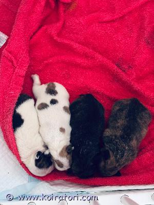 myydään ranskanbulldog www.koiratori.com-ilmoitus Myydään neljä ihanaa narttupentua etsitään rakastavia, loppuelämän koteja neljälle suloiselle narttupennulle. Pennut ovat syntyneet 18.2. Ja kyseessä on vahinkopentue. Emä on ranskanbulldog (ns. Sporttimalli, pidempikuonoinen), isästä ei ole varmuutta. Pennut näyttävät ranskanbulldogeilta.pienokaiset kasvavat kodin sydämessä, tottuen arjen ääniin, ihmisiin ja hellään käsittelyyn. Pennut kaipaavat perheitä, joissa niistä pidetään hyvää huolta ja joissa ne saavat olla täysivaltaisia perheenjäseniä.luovutus alkaen 15.4  luovutettaessa pennut ovat:-madotettu- eläinlääkärin tarkastamia  hinta: 1500 € / pentukerrothan viestissäsi millaiseen kotiin pentu olisi tulossa. Vastaan mielelläni kysymyksiin ja kerron lisää