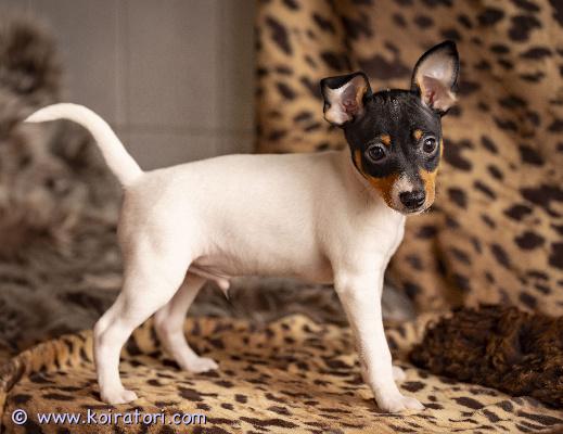 MYYDääN amerikankääpiöterrieri www.koiratori.com-ilmoitus Myydään amerikankääpiöterrieri uros. syntynyt 26. Joulukuuta 2025.kaikki tarvittavat rokotukset tehtysirutettueläinlääkäripassiekl-sukutaulueläinlääkärin tarkastamaterve, hyvin hoidettu ja hellä pieni uros , joka odottaa omaa rakastavaa perhettään