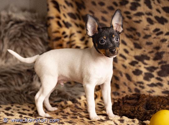 MYYDääN amerikankääpiöterrieri www.koiratori.com-ilmoitus Myydään amerikankääpiöterrieri uros.syntynyt 26. Joulukuuta 2025.kaikki tarvittavat rokotukset tehtysirutettueläinlääkäripassiekl-sukutaulueläinlääkärin tarkastamaterve, hyvin hoidettu ja hellä pieni uros , joka odottaa omaa rakastavaa perhettään