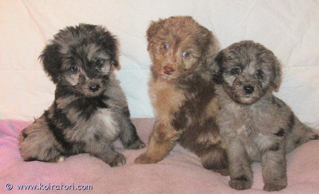 myydään Australianpaimenkoiraa www.koiratori.com-ilmoitus Pennuissa on puolet Australianpaimenkoiraa ja ovat sopivan aktiivisia luonteeltaan, eivät liian vilkkaita.Kooltaan tulevat olemaan kevyempiä kuin aussi.Pennuista tulee riistavietittömiä, miellyttämishaluisia ja tasapainoisia kuten vanhemmat ovat.Vanhemmat ovat myös koirasosiaalisia ja terveitä.Pennut sopivat harrastamiseen ja kotikoiraksi.Ovat luovutusiässä ja kolmesti madotettuja, sirutettuja ja tarkistettuja.Rokottamisen hoitaa uusi koti.Suomessa syntyneitä Suomalaisista koirista.Kerrothan millainen koti pentua odottaisi. 