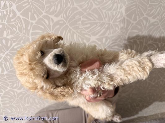 myydään kääpiövillakoira www.koiratori.com-ilmoitus 11.01.2026 suomessa syntyneet kääpiövillakoiran pennut.2 urosta ja 2 narttua.pennut on asianmukaisesti madotettu, käytetty eläinlääkärin tarkastuksessa ja sirutuksessa 27.02.2026. ei rekisteröity kennelliittoon.pennut ovat seurallisia, reippaita ja iloisia. Heidät on sosiaalistettu sekä ovat tottuneet normaaliin arkeen ja ääniin. Vanhemmat ovat terveitä kotikoiria.varausmaksu 200e.