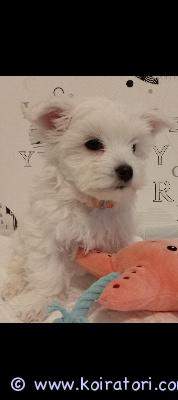 myydään maltankoira www.koiratori.com-ilmoitus 8.12 syntynyt maltan pentu etsii rakastavaa kotia. Energinen ihmisläheinen pikkupakkaus. Pentutarkastus tehty rokotettu, madotettu ja sirutettu. Ei kennelliitossa. Haikein mielin joudumme luopua pennusta allergian vuoksi. kerro minkälainen koti sinulla on tarjota pennulle laita sähköpostia kerron mielelläni lisää pennusta lisää puhelinnumerosi olen yhteydessä puhelimitse 