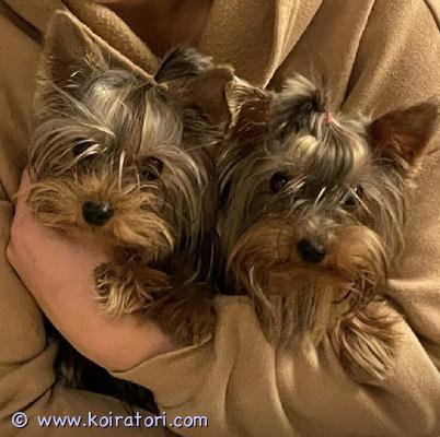 myydään yorkshirenterrieri www.koiratori.com-ilmoitus Leo ja cherry, kaksi hurmaavaa 11 kuukauden ikäistä pientä ystävää. He ovat syntyneet 22.03.2025 bulgariassa ja muuttaneet suomeen  lokakuussa 2025. molemmat ovat aina madotettu ohjeiden mukaisesti, rokotettu, sirutettu ja heillä on eu-passit. Eläinlääkäri on tarkastanut heidät 20.02.2026  ja he ovat terveitä ja hyväkuntoisia. Ei ole sukupuu selvitystä, myydään koti lemmikeiksi.leo ja cherry ovat todella kilttejä, sosiaalisia ja iloisia pieniä kavereita. He rakastavat lenkkeilyä, luonnossa seikkailua sekä tietenkin sylissä olemista ja rapsutuksia. He tuovat valtavasti iloa ja lämpöä arkeen.oma elämäntilanteeni muuttuu ulkomaille muuton vuoksi, enkä suureksi surukseni voi ottaa heitä mukaan. toivon heille sydämestäni rakastavaa, pysyvää, vastuullista ja loppuelämän kotia, jossa he saavat paljon huomiota, aikaa ja rakkautta. Uusia omistajia, jotka sitoutuvat huolehtimaan heistä hyvin – viemään heidät säännöllisesti eläinlääkäriin, tarjoamaan laadukasta ruokaa (kuten he ovat tähänkin asti saaneet) sekä pitämään hyvää huolta heidän terveydestään ja hyvinvoinnistaan.mukaan tulevat kaikki heidän tarvikkeensa:– vaatteet– valjaat ja flexit– ruokakupit– pentualustat– harjat ja turkinhoitotarvikkeet– shampoo– pedit– kuljetuslaatikko– kuivaruokaa pennut myydä myös erikseen oikeanlaisiin koteihin.hinta 1200€  per pentu, varausmaksu on 200 €, joka vähennetään myyntihinnasta. Varausmaksua ei palauteta, jos ostaja peruu kaupan. Ei osamaksumahdollisuutta. jos kiinnostuit ja haluat tarjota kodin leolle tai cherrylle, laitathan viestiä ja kerrot hieman itsestäsi sekä kodistasi. Haluan varmistaa, että he pääsevät juuri heille sopivaan, turvalliseen ja rakastavaan kotiin ??sijainti: espoomyyjä: daniela voynova