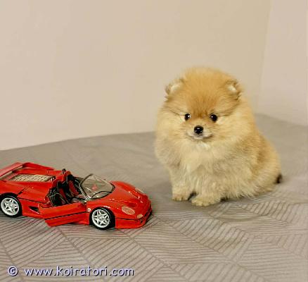 myydään pomeranian www.koiratori.com-ilmoitus Jos etsit tervettä ja puhdasrotuista pentua, joka tuo iloa pitkiksi vuosiksi,tarjolla on pomeranian uros. väri: oranssi ikä: 3 kuukautta, täysin rokotettu tulee olemaan pienikokoinen, erittäin pörröinen luonne: iloinen, aktiivinen ja ihmisläheinenvanhemmat ovat oranssi klubirekisteröity pari, rekisteröity lkba-kerhossa ja terveitä. asiakirjat: sukutaulu eu-lemmikkipassimikrosiru kauppasopimus