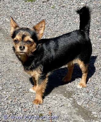 MYYDääN yorkki-huahua www.koiratori.com-ilmoitus Etsitään 2 vuotiaalle nartulle rakastavaa loppuelämän kotia. Rokotettu, sirutettu, terveystarkastettu, miellyttävä luonne,sopii hyvin lemmikiksi, kainaloon , lenkille ja kaveriksi yksinäiselle tai koirakaveri kaveriksi. Lukee hyvin omistajaansa. Kerrothan millaiseen kotiin olisi tulossa, ottaessasi yhteyttä .