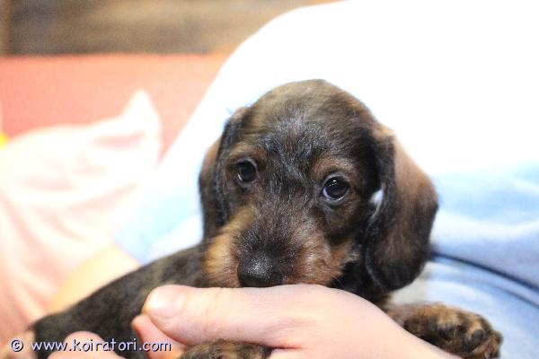 myydään karkeakarvainenkaapiomayrakoira www.koiratori.com-ilmoitus Kk kaapiomayrakoira! synt.20.01.26. 1 poika. Ovat luovutusikaisia 25.03.26 jalkein. Hyva fci sukupuu, rokotteet, siru, eu-passi. Poika etsii huolehtivaa ja rakastavaa kotia. Meidan kotisivuilta www.taksik.ee,puh.003725538914 ( engl. )