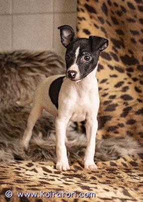 MYYDääN amerikankääpiöterrieri www.koiratori.com-ilmoitus Myydään amerikankääpiöterrieri uros. 26. Joulukuuta 2025.kaikki tarvittavat rokotukset tehtysirutettueläinlääkäripassiekl-sukutaulueläinlääkärin tarkastamaterve, hyvin hoidettu ja hellä pieni uros , joka odottaa omaa rakastavaa perhettään