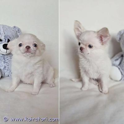 MYYDääN chihuahua www.koiratori.com-ilmoitus Pitkäkarvainen chihuahuan tyttöpentu etsii rakastavaa kotia. Ikä 3,5 kk. todella sosiaalinen, reipas ja ihmisrakas pikkuinen. On tottunut lapsiin ja sopisi hyvin rakastavaan kotiin lemmikiksi, kaveriksi ja kotikoiraksi. Molemmat vanhemmat ovat sosiaalisia, terveitä ja hyväluonteisia kotikoiria. Pentu luovutetaan asianmukaisesti rokotettuna, madotettuna ja sirutettuna. Mukaan tulee pentupaketti, ohjeita pennun hoidosta, rokotusohjeita ja sopimus pennun kaupasta. lisätietoja voi saada sähköpostitse /puhelimitse. 