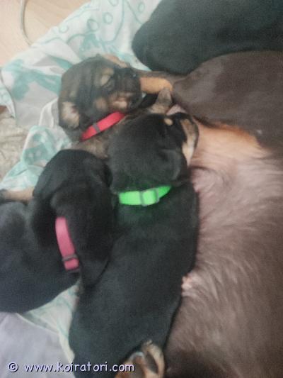 myydään mäyräkoira-tiibetinspanieli www.koiratori.com-ilmoitus Varattavissa 2 narttua ja kolme urosta. Yksi riistan värinen, vaalenee todennäköisesti soopeliksi. mielellään omakotitaloon haukku herkkyyden vuoksi. Emo on pihan hiirijahti, isä pihavahti. varaus maksu 300., joka vähennetään kokonaissummasta. Kysy lisää. Luovutetaan eläinlääkärin ohjeen mukaan madotettuna, sirutettuna ja eläinlääkärin tarkistamana. 