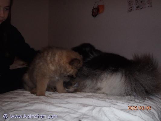 myydään suomenlapinkoiramix www.koiratori.com-ilmoitus Emä: tutkittu, hyväsukuinen suomen lapinkoira ja isä hyväsukuinen pystykorva. 1 urospentu vapaana varauksen peruunnuttua. Sisarukset lähtevät uusiin koteihin 08.03. Paitsi 1 tyttö jää meille.elikkä tämän pojankin voisi jo kohta luovuttaa.pentu on tarkastettu ja sirutettu.