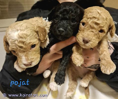 myydään Kiharakarvainen (villakoira) www.koiratori.com-ilmoitus Hurmaavat kiharakarvaiset pennut etsivät rakastavia koteja – kurikka Meille on syntynyt 7.2.2026 upea kiharakarvainen kääpiö/keskikokoinen pentue. Pentueessa on 10 pentua ja etsimme heille nyt vastuuntuntoisia ja rakastavia koteja. Rotu on älykäs, iloinen ja helppo kouluttaa. Tästä rodusta ei lähde karvaa perinteiseen tapaan ja siksi sitä pidetään allergia ystävällisenä rotuna. Turkki kumminkin vaatii säännöllistä hoitamista ja trimmausta.Syntyneet: 7.2.2026 Molemmat vanhemmat ovat terveitä kotikoiria. Emä nähtävissä.  Madotettu: useasti, suositusten mukaan. Eläinlääkärin tarkastamat: tulossa 24.3.20206, todistus luovutetaan mukaan. Eläinlääkärin siruttamat: tulossa 24.3.2026  Ostaja velvollisuus on huolehtia pennun rokotuksesta 12 viikon ikäisenä. Pennut luovutetaan vähintään 8 viikon ikäisenä, 4.4.2026 alkaen. Hinta: 1800 €  200 € varausmaksu, joka hyvitetään loppusummasta. (kauppojen peruuntuessa varausmaksua ei palauteta) ei osamaksu mahdollisuutta. yhteydenotot ja varaustilanteen tiedustelut: tassuposti@outlook.com 