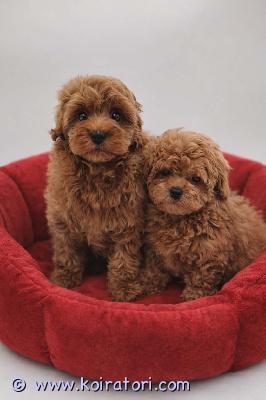 myydään maltipoo www.koiratori.com-ilmoitus Luovutusikuiset, oikeat, maltipoo f1, urospennut valmis oma kotiin. Pennut on moneasti madotettu, hyvin hoidettu, ruokittu laatturuualla, totutettu pesuun ja harjaukseen. Pennut on eläinlääkärin tarkastama, sirutettu. Annettu nelosrokote ja kumpikaan saa oman eu passin missä teädöt alkaen sirusta, eläinlääkärin teädöistä ja rokotuksen annoista. Vanhemmat puhdasrotusia emo kääpiövillakoira tutkittu geeniperimä , isä malta koira. Pennut tottunut pikkulapsiin ja muihin talossa asuvia koiriin , kasvanut omakotitalossa missä iso aidattu piha. Kysy lisä