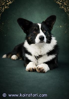 myydään cardigan www.koiratori.com-ilmoitus Myydään ihastuttava urospuolinen Cardigan Welsh Corgi -pentu. Kyseessä on ystävällinen, älykäs ja erittäin hyväluonteinen koirarotu, joka sopii erinomaisesti perhekoiraksi sekä aktiiviselle ihmiselle. Pentu on iloinen, utelias ja rakastaa ihmisten läheisyyttä.Cardigan Welsh Corgi on uskollinen kumppani, joka tuo jokaiseen päivään paljon iloa ja energiaa.Jos olet kiinnostunut, kirjoita rohkeasti ja kysy lisätietoja.Pentu asuu Tallinnassa, Virossa.