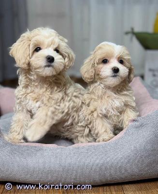 myydään maltipoo www.koiratori.com-ilmoitus Rosien ja rexin maltipoo-pennut etsivät uutta perhettä. Kaikki lahjoitukset ovat tervetulleita. Ota meihin yhteyttä saadaksesi lisätietoja. Kiitos.