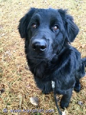 myydään pkmix www.koiratori.com-ilmoitus Omaa kotia etsii äidin helmoista pois haluava muru 10kk kahden palveluskoirarotuisen vahinkopentueesta. Neiti viihtyy ulkona ja sohvalla joten oma piha pakollinen. Vahtii, on oman perheen koira joka ei välitä vieraista. Ei nartun kaveriksi urokset ok. Lisätiedot säpolla. 