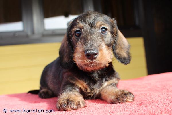 myydään karkeakarvainenkaapiomayrakoira www.koiratori.com-ilmoitus Kk kaapiomayrakoira! synt.20.01.26. 1 poika. Ovat luovutusikaisia 25.03.26 jalkein. Hyva fci sukupuu, rokotteet, siru, eu-passi. Poika etsii huolehtivaa ja rakastavaa kotia. Meidan kotisivuilta www.taksik.ee,puh.003725538914 ( engl. )