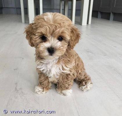 ostetaan Villakoiramix www.koiratori.com-ilmoitus Etsimme omakotitaloon pieneen perheeseen uutta perheenjäsentä vuoden koirattoman elämän jälkeen.Olemme kiinnostuneita lähinnä kiharakarvaisesta roduista, sekaroituisesta. Villakoiraa olisi hyvä olla sukupuussa jotta karvanlähtöä olisi vähän.Palstat on täynnä koiramyyjä-huijareita jotka vastaavat tekoälyavusteisesti sekä laittavat tekoälyllä tehtyjä videoita ”koiranpennuista ja vanhemmista” joten etsinnässä on nyt vastuullinen kasvattaja ja myyjä!Otathan yhteyttä jos sinulla olisi meille uusi perheenjäsen jo olemassa tai tuloillaan niin jutellaan.