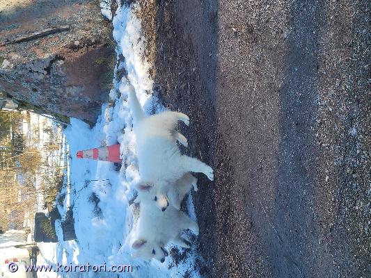 myydään valkoinenpaimenkoira www.koiratori.com-ilmoitus 25.12.2025 syntyneet pennut etsivät koteja. Pennut ovat tarkastettu eläinlääkärillä, sirutettu, madotettu useita kertoja, rekisteröity ja varhaisrokotettu. Aikuispaino noin 30kg. Pennut syntyneet ja kasvaneet suomessa. Pitopaikka: fi000008161942ilmoittaja.dt