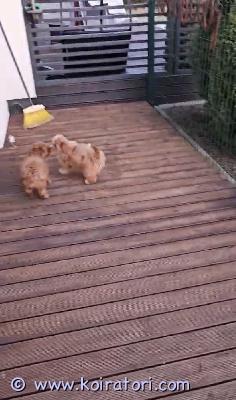 myydään maltipoo www.koiratori.com-ilmoitus 2 reipasta, luovutusikuista urospentu vielä vapaana.pennut on moneasti madotettu, eläinlääkärin tarkastama, sirut, eu passit. Annettu ensimmäinen nelosrokote. Vanhemmat on hyväluonteisia , emo kääpiövillakoira , isä malta koira. Pennut tottunut pikkulapsi ja toisiin samassa asuvia aikuisia koiriin. Asuttaan omakotitalossa, missä iso aidattu piha , nyt jo päästetty pihalle tutustua maailma . Aikuspaino noin 4 kg, on älykkäitä ja hyvin käyttäytyviä , kysy lisä, ei osamaksulla