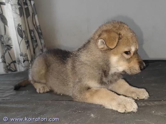 myydään susikoira www.koiratori.com-ilmoitus Tälläinen tyttö etsii hyvää kotia arktisiin ja alkukantaisiin koiriin perehtyneeseen perheeseen. Parhaiten sopii maalle okt. Syntynyt 30.01.2026 ja luovutusiässä 7vk 20.03.2026. Emä ja muita sukulaisia nähtävissä. Erittäin hyväluonteinen ja reipas pentu. Pentu on luovutusiässä kolmesti madotettu, sirutettu ja eläinlääkärin tarkastuksessa käynyt ym. Vanhemmat ovat luustokuvattuja (lonkat, kyynärpäät ja selkä), emällä (susikoira) embarkvet dna testi tehty ja isällä (pitkäkarvainen valkoinenpaimenkoira) koko genetics dna testi tehty.laita viestiä numeron kera ja kerro vähän millainen koti olisi tarjota jne.