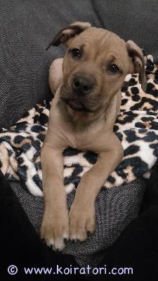 myydään amstaffimix www.koiratori.com-ilmoitus 30.10.-25 syntynyt narttuemä: amstaffi/pitbullisä: amstaffi/rotikkaon sirutettu, madotettu sekä tehty eläinlääkärin pentutarkastus. on todella kiltti ja hyvin seurallinen. on sisäsiisti, ainoastaan jos yöllä herää saattaa tehdä pissat mutta tätä ei ole enään viimeseen viikkoon käynyt ja nukkuu muutenkin hyvin yöt. Ja nukkuu mielellään ihan kainalossa peiton alla ja valtaa koko sängyn samalla. osaa kävellä hyvin hihnassa valjaiden kanssa, kaulapannan kanssa ei olla lenkkeilty. antaa hyvin pukea vaatteet ja osaa kävellä tossuilla/kengillä. oppinut juuri antamaan tassua ja tarjoaa sitä vähän joka paikassa.kynsien leikkuu onnistuu mutta vaatii aikaa koska menee välillä enemmän leikkimiseksi kun pitäisi olla paikallaan. kerro hieman itsestäsi sekä millainen koti sinulla olisi tarjota. ja kysy jos jotain oleellista olen jättänyt kirjoittamatta