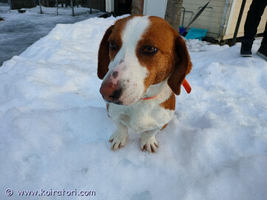 myydään dreeveri www.koiratori.com-ilmoitus Dreveri narttu. Synt.6.6.2024. Vuosi ja kahdeksan kk. Fi34633/24 koira asutellut pihatarhassa. Myydään seurakoiraksi. Ei riistaviettiä