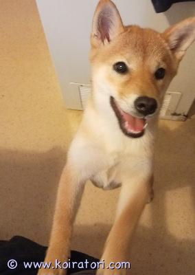 myydään shiba www.koiratori.com-ilmoitus Haikein mielin shiba tyttönen etsii uutta kotia  miehen astma oireiden vuoksi sekä ajanpuutteen. Hän on jo täysin sisäsiistiksi oppinut, osaa kävellä hihnassa jo aika hyvin, jos innostuu saattaa hieman vetää. Tottunut kissoihin (mutta saattaa jahdata niitäkin innostuu leikkiessään) toisia koiria rakastaa sekä lapsia. Rauhallinen luonteeltaan. Tyttö on rokotettu ja madotettu sekä kaikki sen kennelin paperit sekä rokotuspassin/el todistuksen saa mukaan. Etsitään rakastavaa hyvää kotia, katsomaan saa tulla :) 