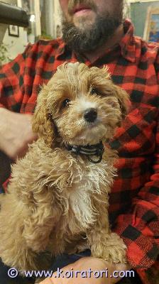 myydään cavapoo www.koiratori.com-ilmoitus Aivan mahtavan ihana cavapoo urospentu myydään tai myydään sijoitukseen oulun ja keski-suomen väliselle alueelle.s 31.12.25 ja on sirutettu, madotettu sekä eläinlääkärin tarkastama.reipas ja sosiaalinen poitsu, jonka vanhemmat on kääpiövillis 6kg ja cavapoo 8kg.mukavia ja terveitä perhekoiria molemmat. sijoitusehdot sovitaan erikseen. Sijoitusmaksu 2000€ ja jalostusoikeus.kerro viestissä millaiseen perheeseen pentu olisi tulossa. Sijoitusperheen luottotiedot ja henkilöllisyys tarkistetaan. Kerro viestissäsi, oletko kiinnostunut myynnistä vai sijoituksesta.Myyntihinta 2800€Sijoitushinta 2000€nouto pihtiputaalta, jossa emo nähtävillä. 