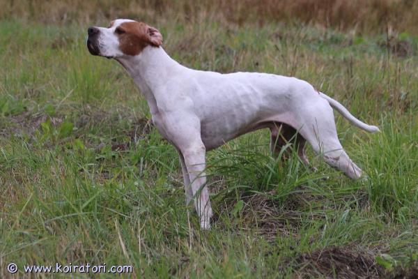 myydään pointteri www.koiratori.com-ilmoitus Narttu (bredsgaard`s fifi) on ultrattu tiineeksi ja pentujen odotetaan syntyvän viikolla 13.uros (rap) on italian parhaimmista sukulinjoista ja emällä on myös tanskan vastaavat sukulinjat. Odotettavissa on varhaiskypsiä ja yhteyttä pitäviä, kanakoiraurheilun pikakiitäjiä. Seisojia, jotka toimivat tunturin ja pellon lisäksi myös metsässä. Emä on pointtereiden metsämestari (diarmid-cup voittaja 2023) ja peltokokeessa kultamaljafinalisti 2021.uros on italian tuonti 2025. Italian parhaimmista sukulinjoista valittu viisivuotias uros, jonka luonne ja metsästystaipumukset ovat loistavat. Suvuissa on useita huippukoekoiria sekä italiassa että tanskassa.toivottavasti pennut löytävät aktiiviset, taipumuksia kinnoittavat ja taitoja edistävät kodit.lisätietoja: ari lihavainen  ja henri tolppanen/eräsissin kennelhttps://www.facebook.com/profile.php?id=100014870917385emä (fifi) https://jalostus.kennelliitto.fi/frmkoira.aspx?rekno=fi55654/20uros (rap) https://jalostus.kennelliitto.fi/frmkoira.aspx?rekno=fi29537/25