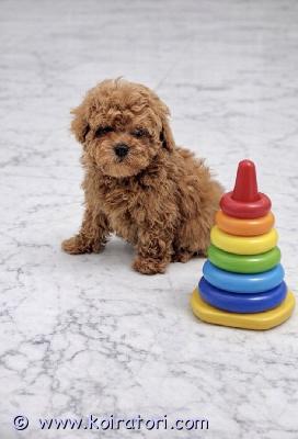 myydään maltipoo www.koiratori.com-ilmoitus Luovutusikuinen komea maltipoo f1 urospentu vapaana. Pentu on moneasti madotettu, eläinlääkäri on tutkinut pojan, todennut terveeksi, siru, annettu ensimmäinen nelosrokote ja merkattu hänen eu passiin. Vanhemmat oikea ruskea kääpiövillakoira , isä malta koira. Vanhemmat hyväluonteisia ja terveitä, kysy lisä