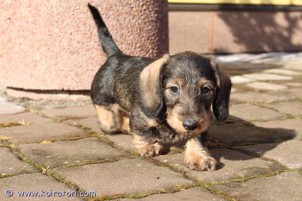 myydään karkeakarvainenkaapiomayrakoira www.koiratori.com-ilmoitus Kk kaapiomayrakoira! synt.20.01.26. 1 poika. Ovat luovutusikaisia 25.03.26 jalkein. Hyva fci sukupuu, rokotteet, siru, eu-passi. Poika etsii huolehtivaa ja rakastavaa kotia. Meidan kotisivuilta www.taksik.ee,puh.003725538914 ( engl. )