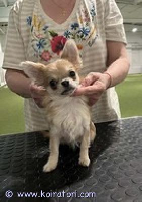 MYYDääN chihuahua www.koiratori.com-ilmoitus Chihuahua, narttu, pieni, syntynyt 24.08.2025, paino 1kg640gr 6 kuukauden ikäisenä, pitkäkarvainen, kaunis ja iloinen. Tarjolla rakastetuksi lemmikiksi perheelle. Sukutaulu, eurooppapassi, mikrosiru, rokotukset ja madotus saatavilla.toimitus helsinkiin mahdollinen.puhelin: 358449703263lisätietoja: kitanakitana1234@bk.ru