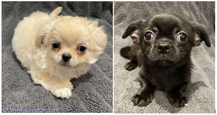 MYYDääN chihuahua www.koiratori.com-ilmoitus Two male chihuahuas are available for sale. Born december 30, 2025. A smooth-coated black male and a long-coated fawn male. The puppies have a european pass, age-appropriate vaccinations, a microchip, and a sales contract. Delivery to helsinki, lansisatama terminal 2 is available for an additional fee.