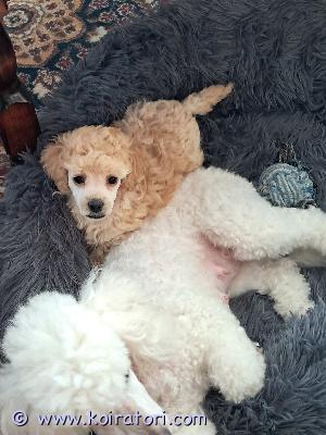 myydään villakoira www.koiratori.com-ilmoitus 24.1.2026 syntynet imatralla aprikoosi tyttö  etsivät rakastavia koteja. Pennut ovat suomessa syntyneet ja kasvaneet. Pennut on madotettu. Eläinlääkärintarkastamat ja sirutettu 5.3.2026  ensimmäinen rokotus tulee uuden omistajan toimesta 12 viikon iässä pennut luovutetaan 21.3.2026 aikaisintaan 8 viikon iässä. Varaus maksu 200€ ei osaa maksulla-hinnasta voidaan neuvotella. Kasvattaja pertti karvinen puh 0408339853